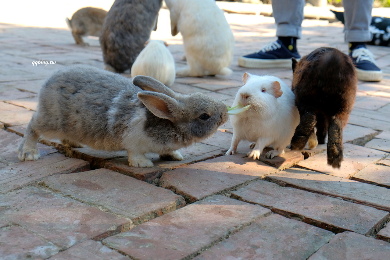 台中石岡︱兔樂園&#038;京葉休閒馬場．來找可愛的兔子和天竺鼠，還可以和駝鳥近距離拍照，假日限定適合親子同遊 @QQ的懶骨頭