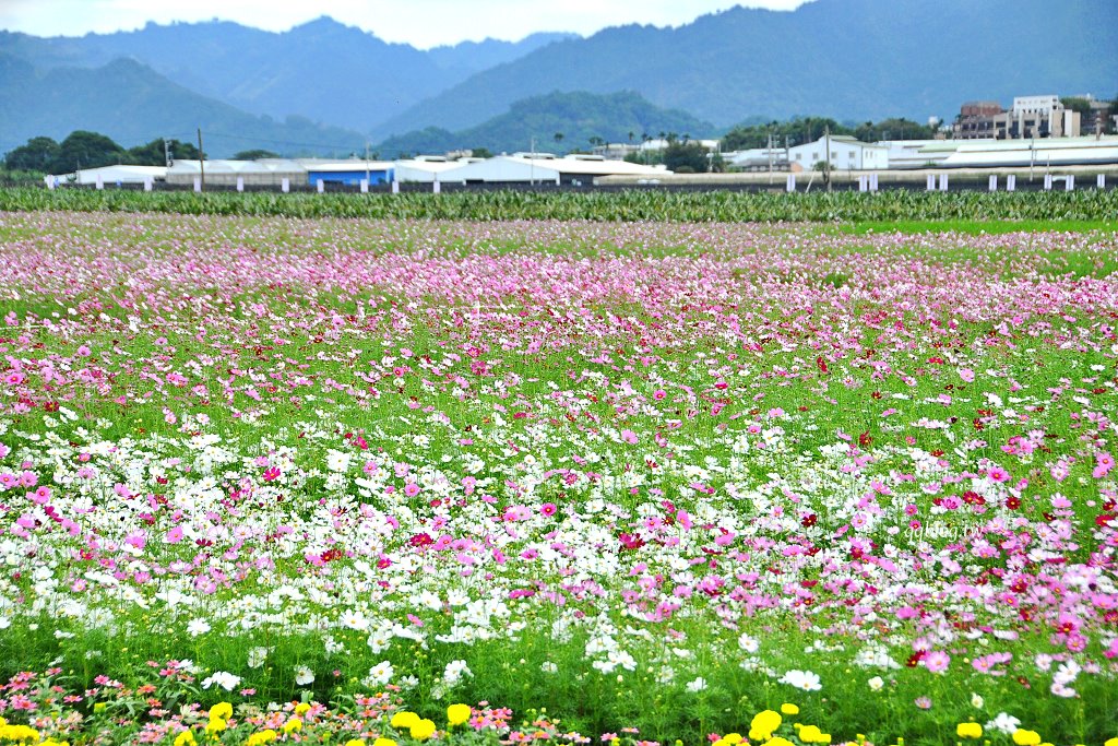 台中新社︱2025新社花海暨台中國際花毯節.以卡通飛天小女警為設計主題,新社、石岡、東勢美食景點懶人包整理 @QQ的懶骨頭 台中新社︱2025新社花海暨台中國際花毯節.以卡通飛天小女警為設計主題,新社、石岡、東勢美食景點懶人包整理 @QQ的懶骨頭
