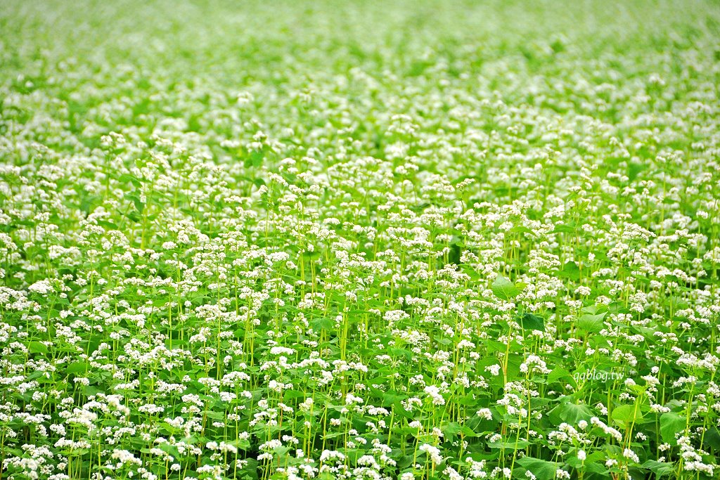 台中新社︱2025新社花海暨台中國際花毯節.以卡通飛天小女警為設計主題,新社、石岡、東勢美食景點懶人包整理 @QQ的懶骨頭 台中新社︱2025新社花海暨台中國際花毯節.以卡通飛天小女警為設計主題,新社、石岡、東勢美食景點懶人包整理 @QQ的懶骨頭