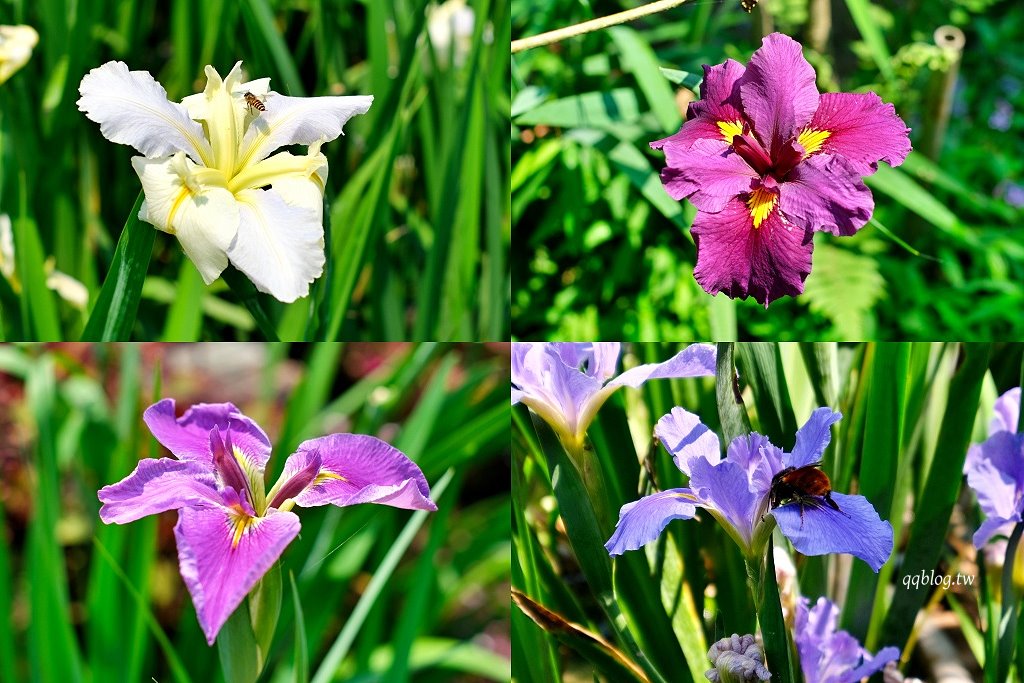 苗栗三義︱卓也小屋渡假園區．春暖花開賞花的季節，療鬱手作花朵移印染，蔬食百匯+下午茶，玩樂一整天 @QQ的懶骨頭